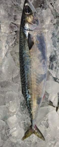 Whole mackerel